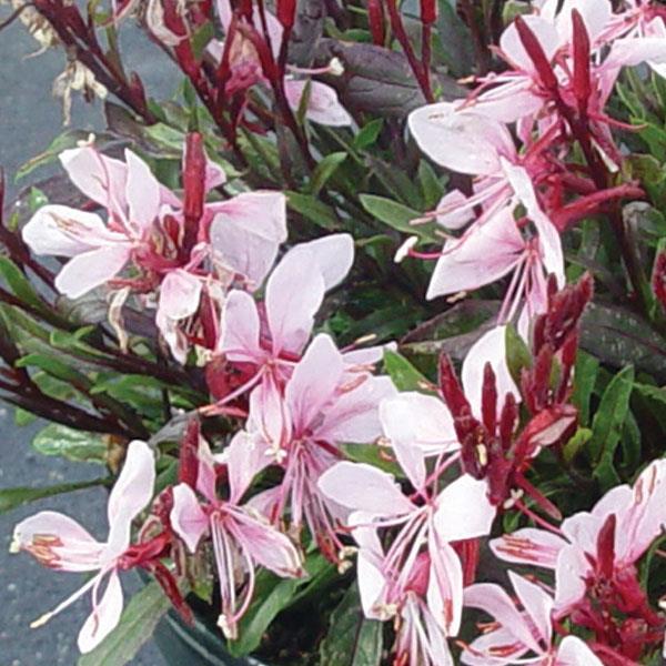 Gaura 'Gaudi Pink'
