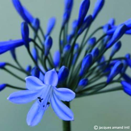 Agapanthus 'Doctor Brouwer'