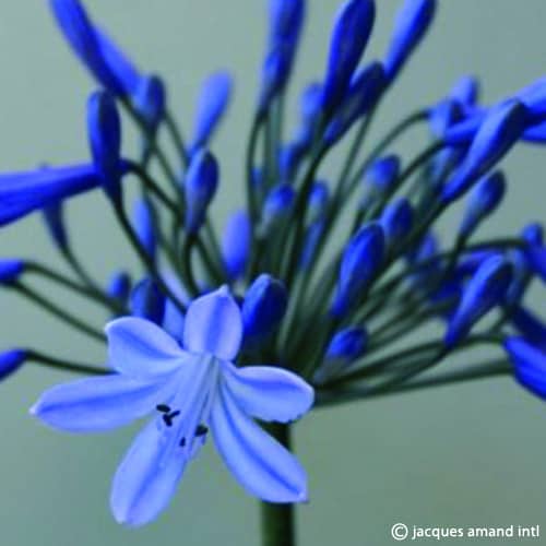 Agapanthus 'Doctor Brouwer' Clumps