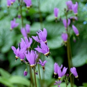 Buy Dodecatheon meadia (Shooting Star) Rhizomes online