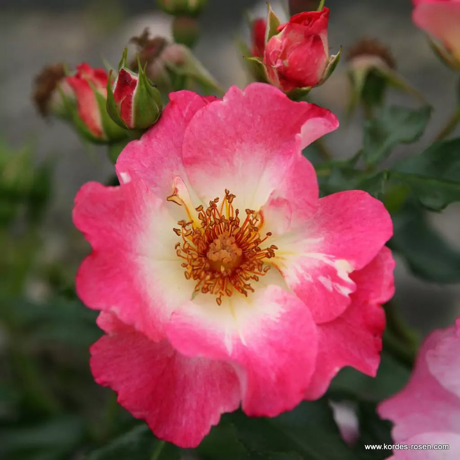 Rosa 'Dolomiti' (Nectar Garden Collection)
