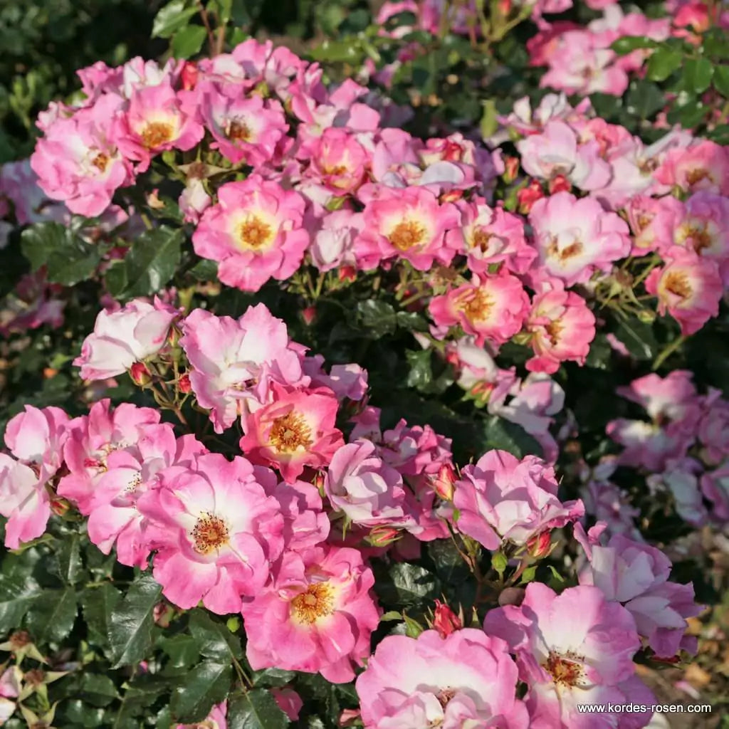 Rosa 'Dolomiti' (Nectar Garden Collection)