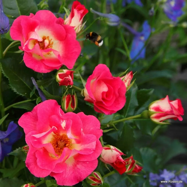 Rosa 'Dolomiti' (Nectar Garden Collection)