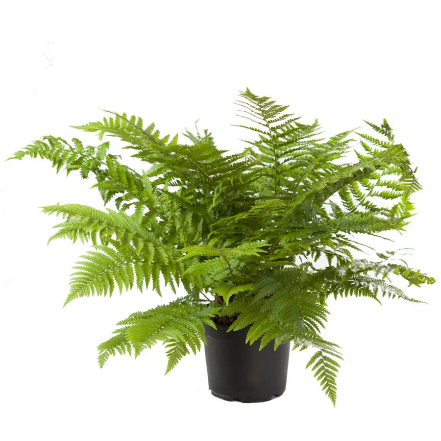 Dryopteris filix mas