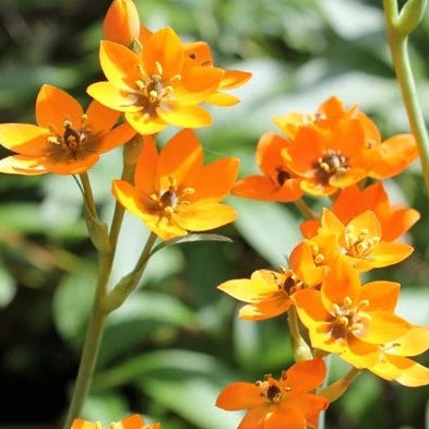 Ornithogalum dubium Bulbs | Orange Star of Bethlehem