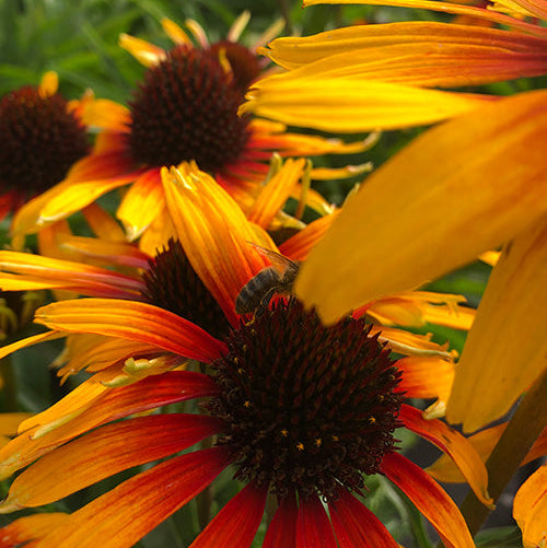 Echinacea 'Parrot'