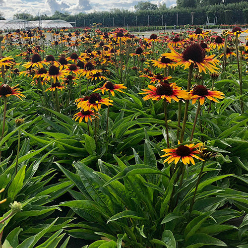Echinacea 'Parrot'