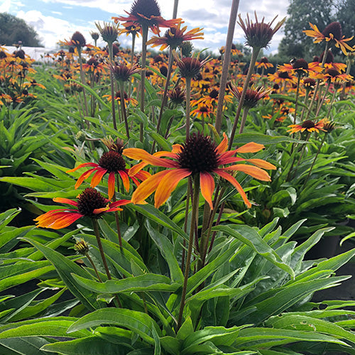 Echinacea 'Parrot'