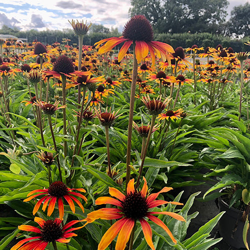 Echinacea 'Parrot'