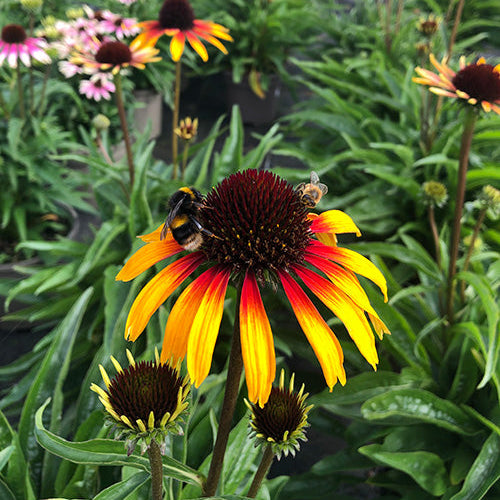 Echinacea 'Parrot'