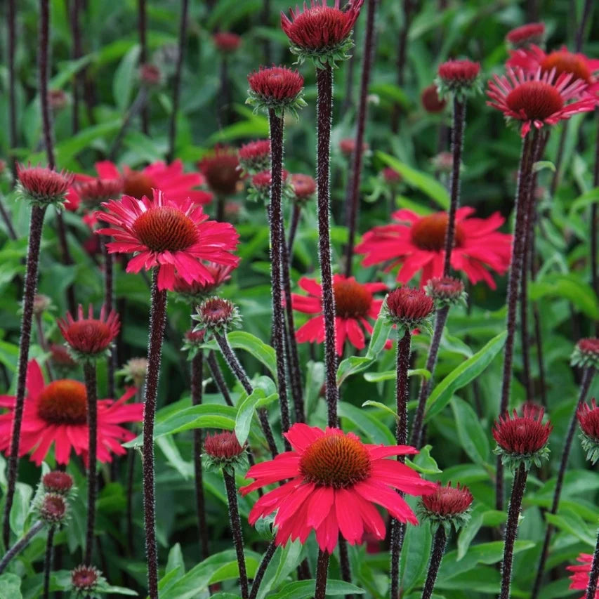 Echinacea purpurea 'Sensation Pink'