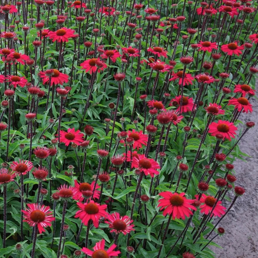 Echinacea purpurea 'Sensation Pink'