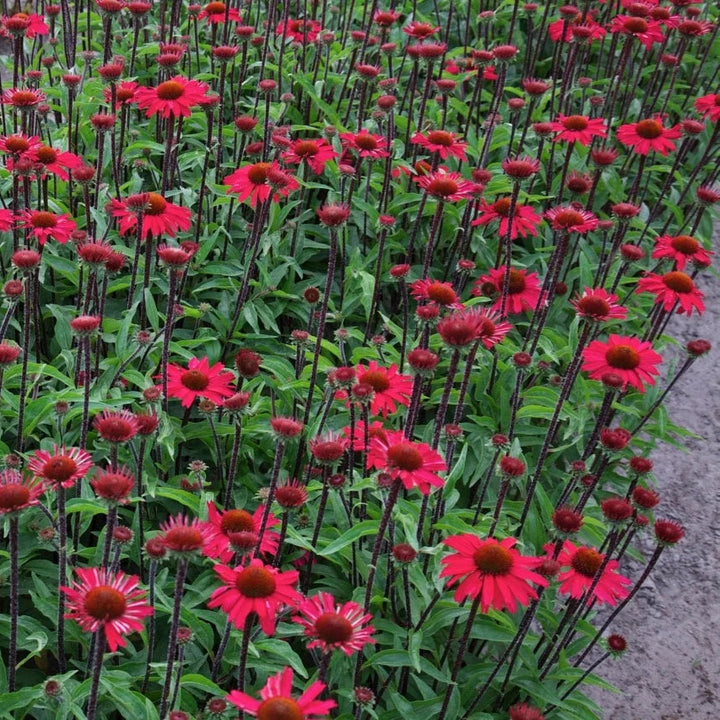 Echinacea purpurea 'Sensation Pink'