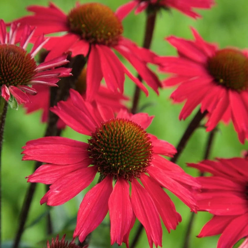 Echinacea purpurea 'Sensation Pink'