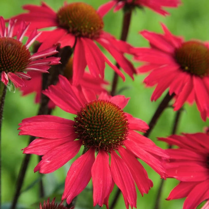 Echinacea purpurea 'Sensation Pink'