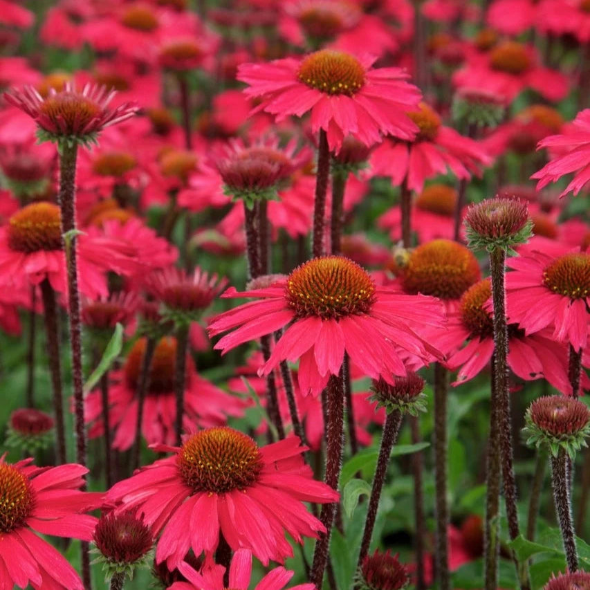Echinacea purpurea 'Sensation Pink'
