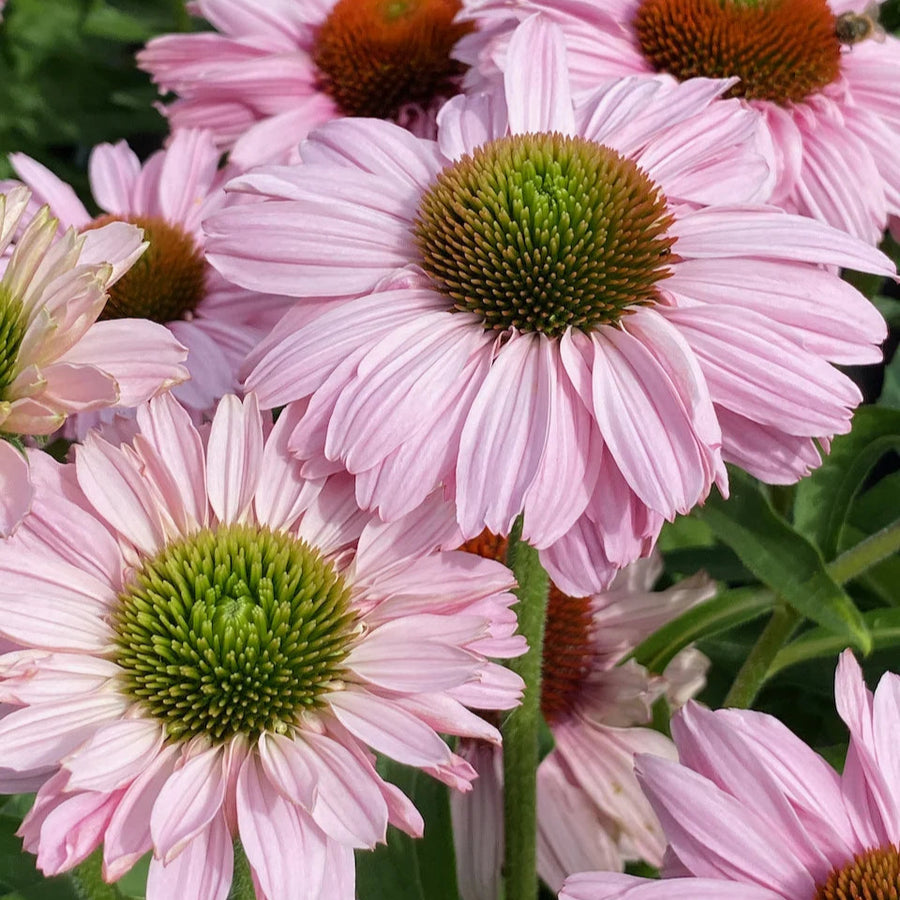 Echinacea purpurea 'SunSeekers Blush'