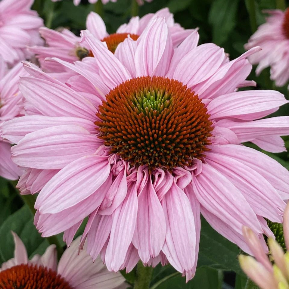 Echinacea purpurea 'SunSeekers Blush'