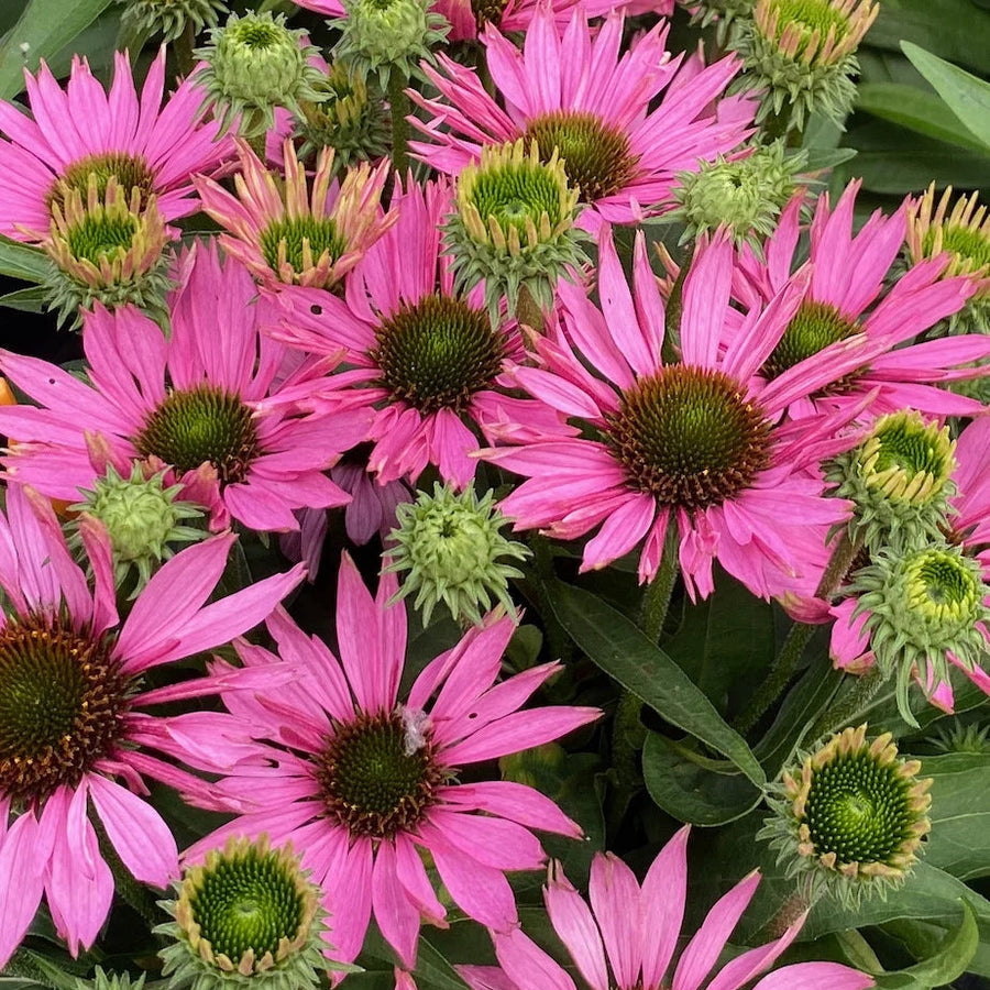 Echinacea 'SunSeekers Bubblelicious'