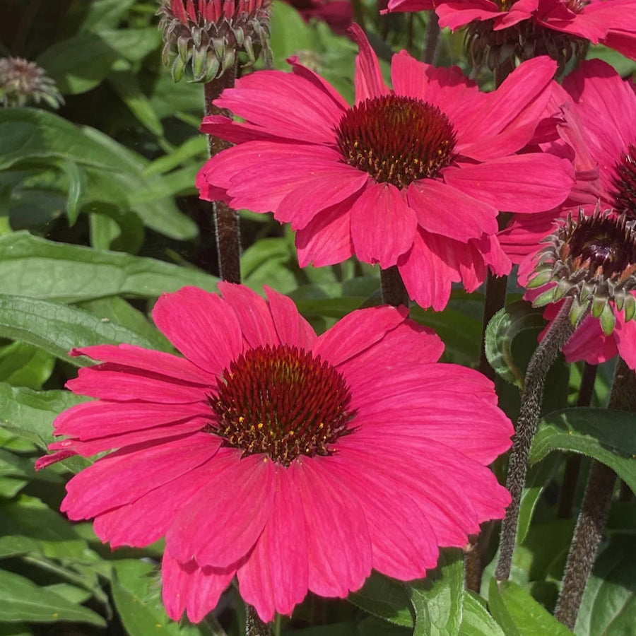 Echinacea purpurea 'SunSeekers Carmine'