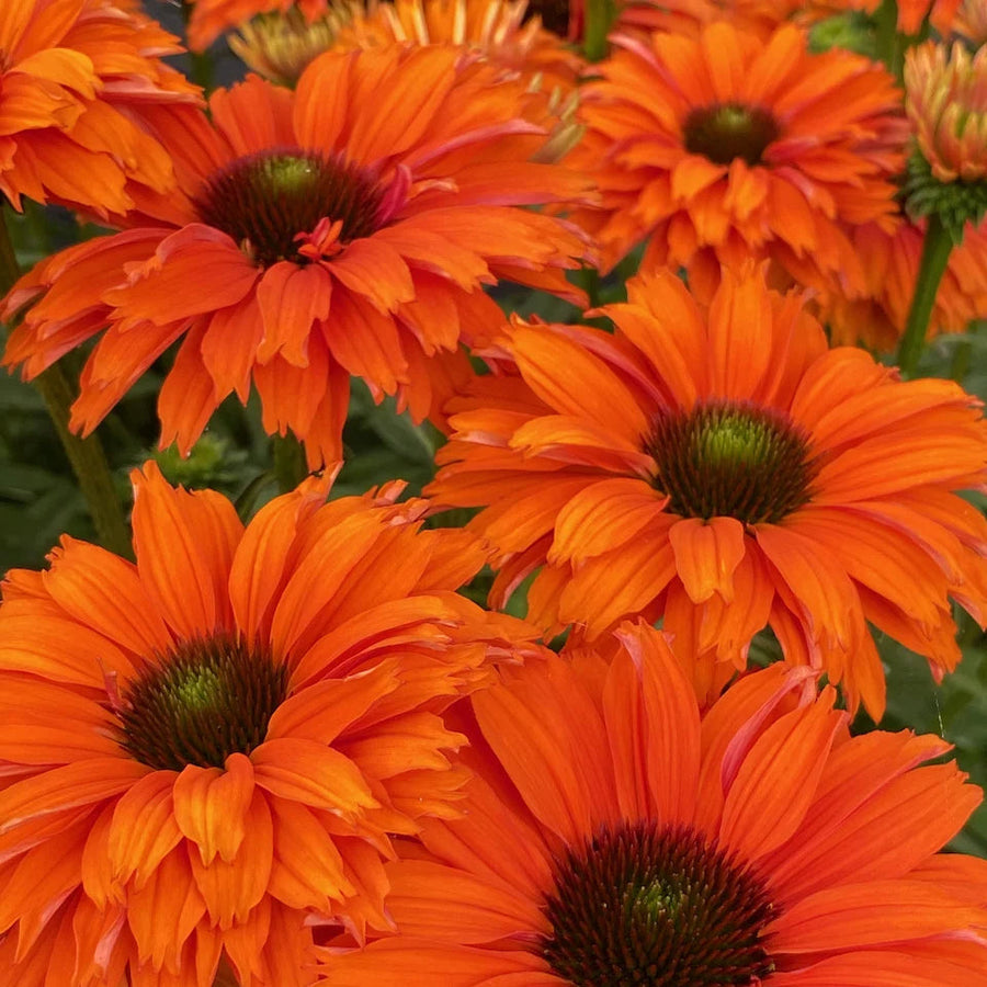 Echinacea purpurea 'SunSeekers Mineola'