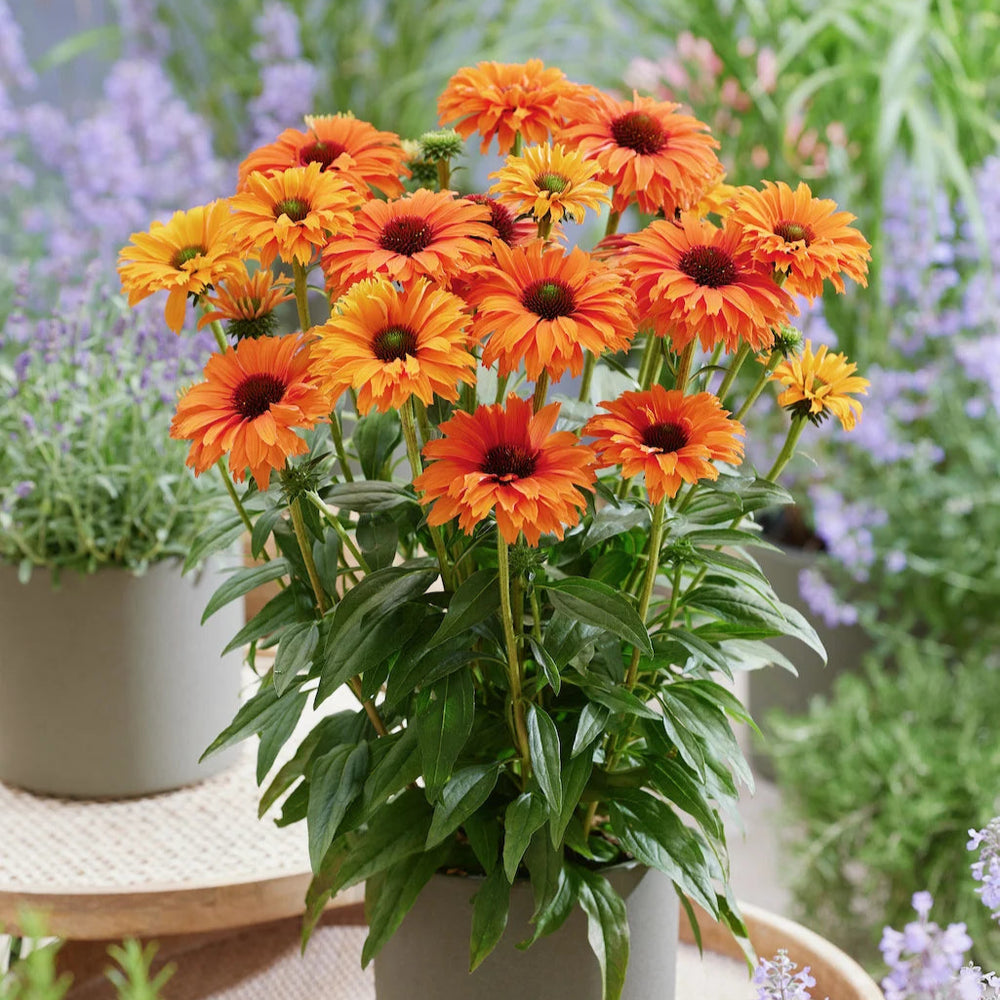 Echinacea purpurea 'SunSeekers Mineola'