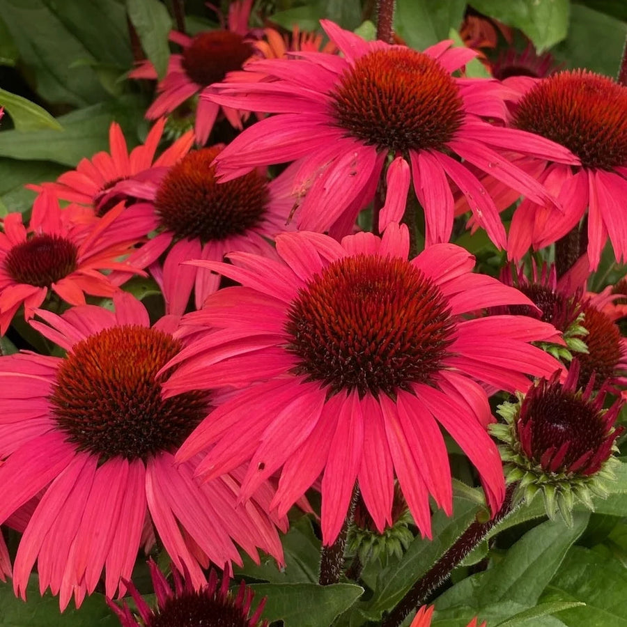 Echinacea purpurea 'SunSeekers Pomegranate'