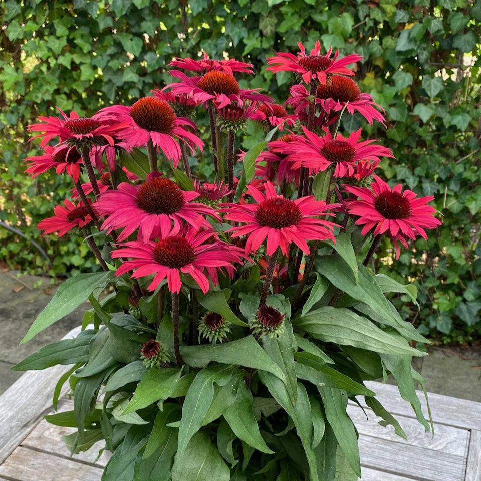 Echinacea purpurea 'SunSeekers Pomegranate'