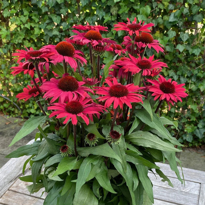 Echinacea purpurea 'SunSeekers Pomegranate'