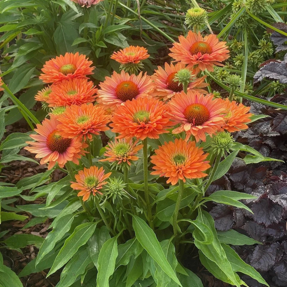 Echinacea purpurea 'SunSeekers Pumpkin Pie'