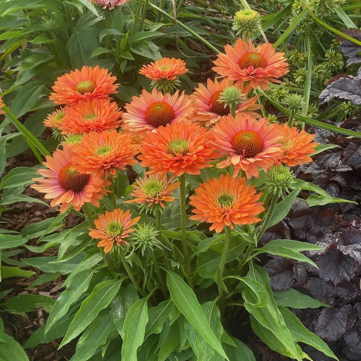 Echinacea purpurea 'SunSeekers Pumpkin Pie'