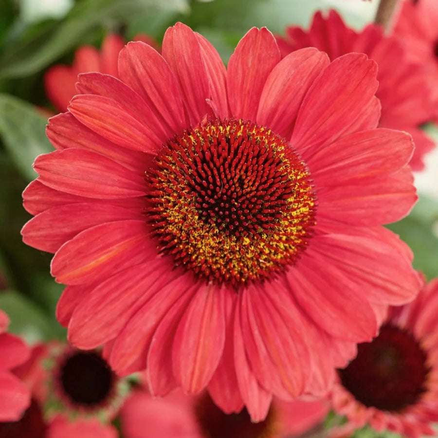Echinacea purpurea 'SunSeekers Red'