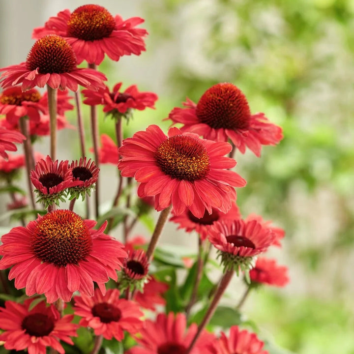Echinacea purpurea 'SunSeekers Red'