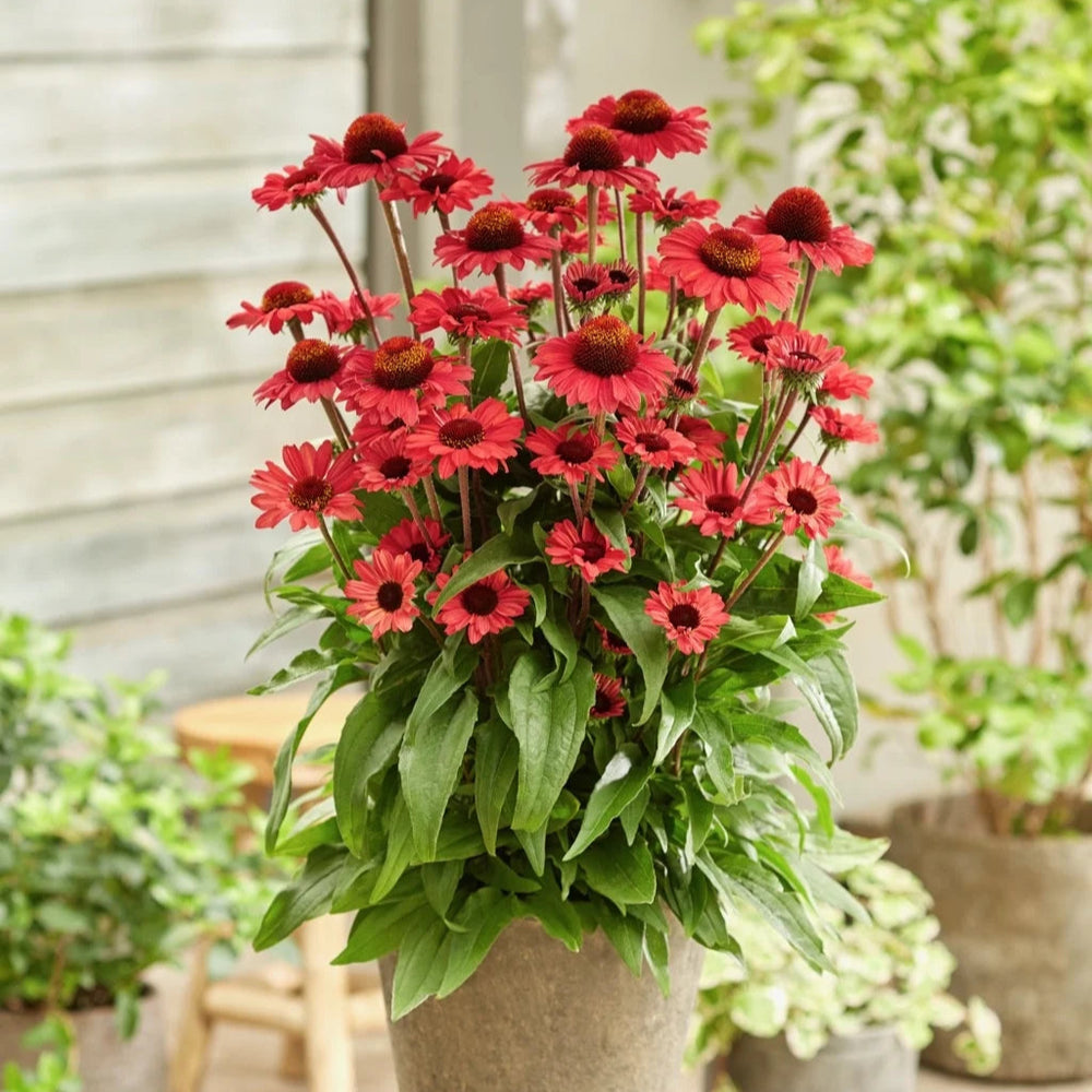 Echinacea purpurea 'SunSeekers Red'