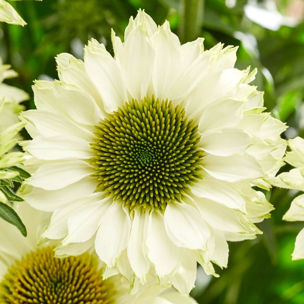Echinacea 'SunSeekers White Perfection'
