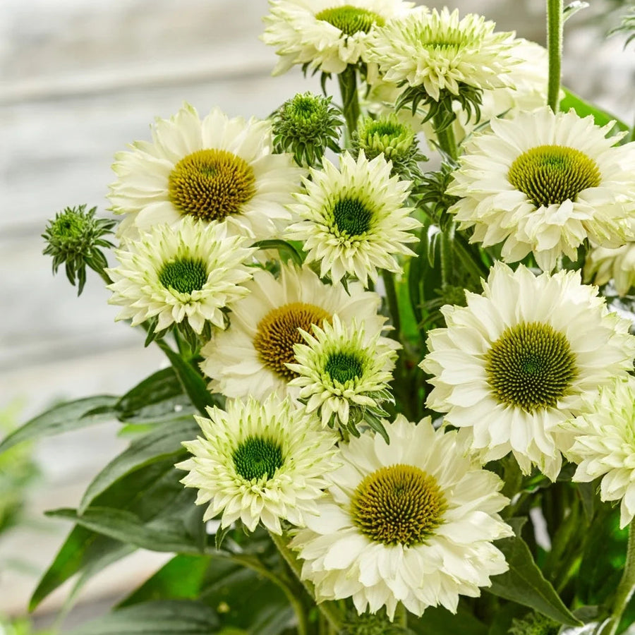 Echinacea 'SunSeekers White Perfection'