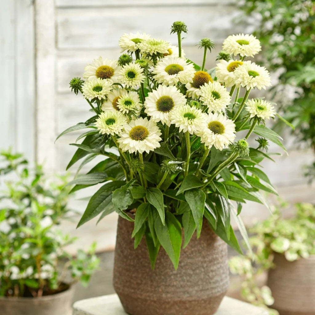 Echinacea 'SunSeekers White Perfection'