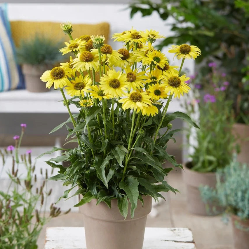Echinacea purpurea 'SunSeekers Yellow'