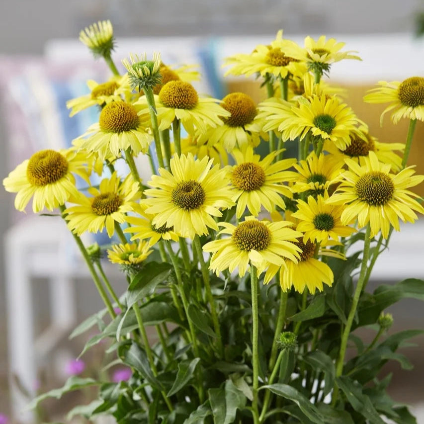 Echinacea purpurea 'SunSeekers Yellow'