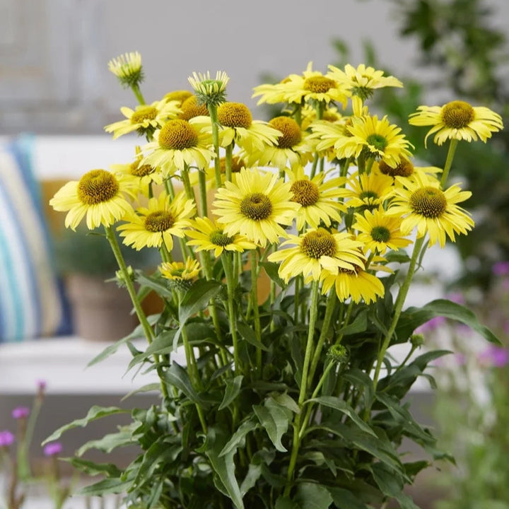 Echinacea purpurea 'SunSeekers Yellow'