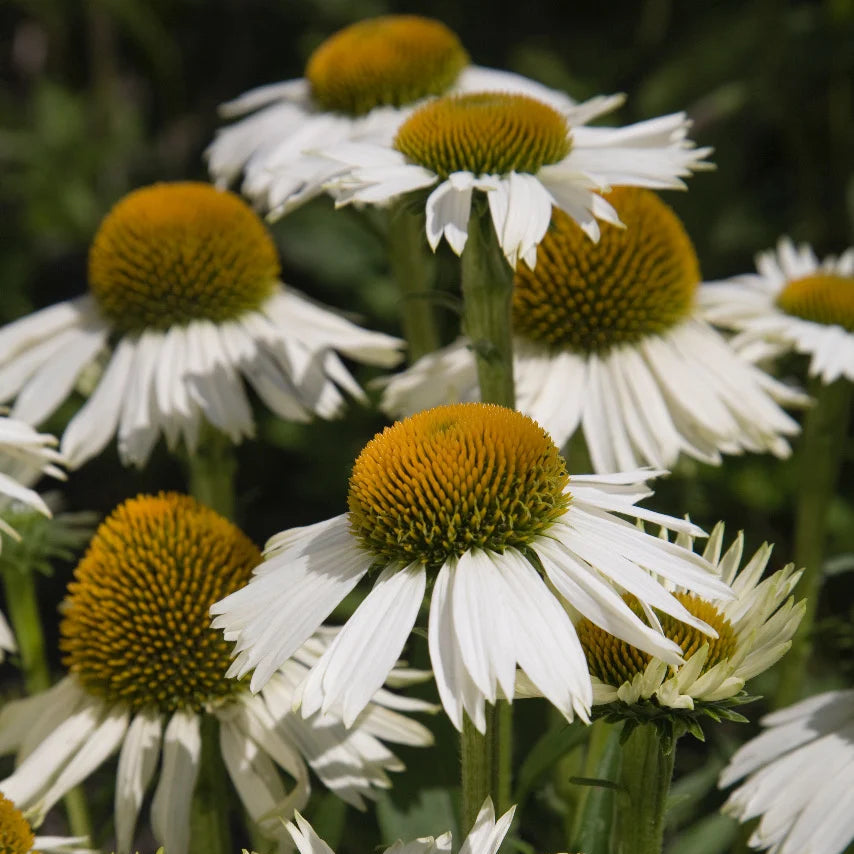 Echinacea purpurea 'White Meditation'