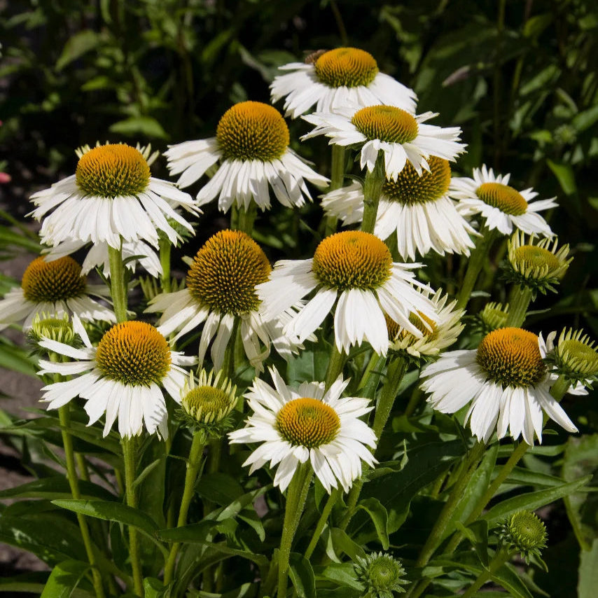 Echinacea purpurea 'White Meditation'