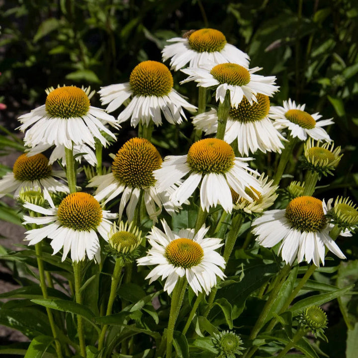 Echinacea purpurea 'White Meditation'