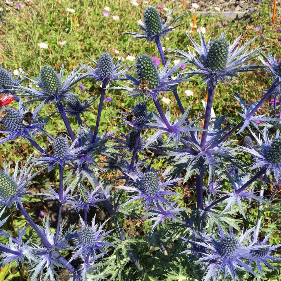 Eryngium x zabelii (Sea Holly 'Big Blue')