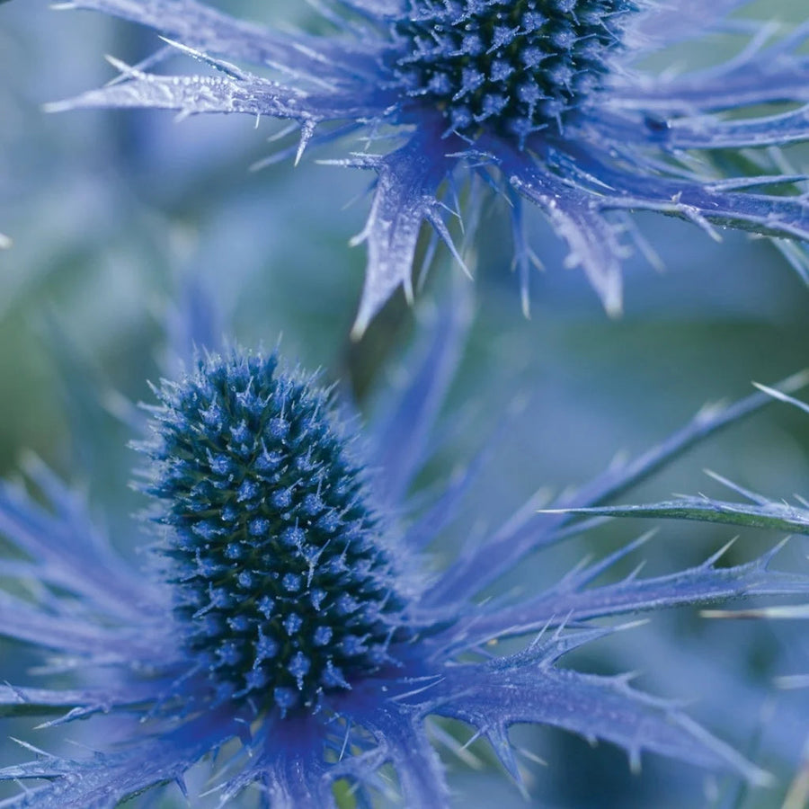 Eryngium x zabelii (Sea Holly 'Big Blue')