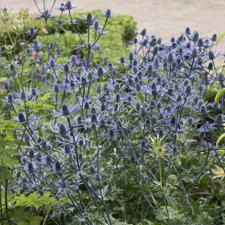 Eryngium x zabelii (Sea Holly 'Big Blue')