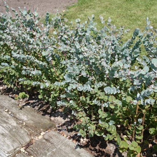 Eucalyptus gunnii 'Azura'