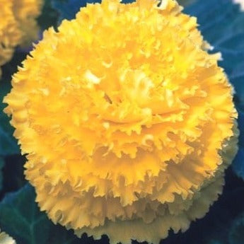 Begonia 'Fimbriata Yellow'