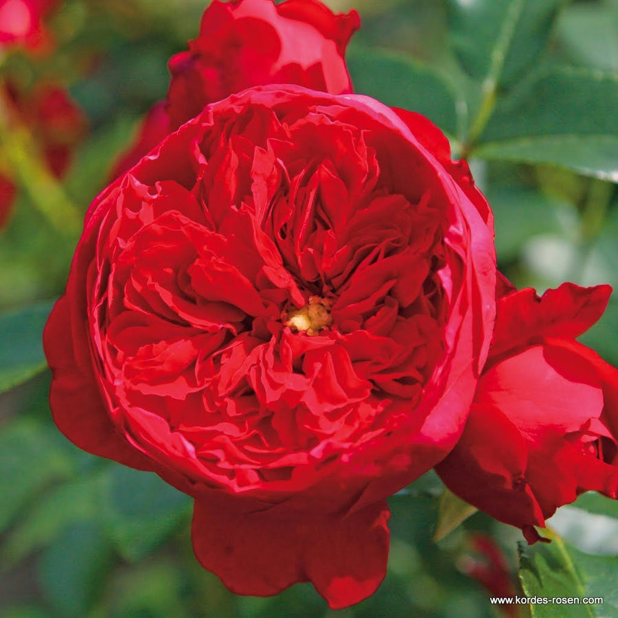 Rosa 'Florentina'