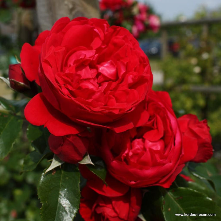 Rosa 'Florentina'